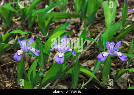 Un cluster di Iris Nana fiori selvatici che crescono in Great Smoky Mountain National Park USA Foto Stock