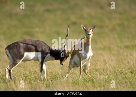 Maschio Femmina Indain Blackbuck Sub Continente Foto Stock