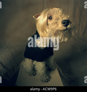 Top Dog in una parrucca seduto su un podio Foto Stock