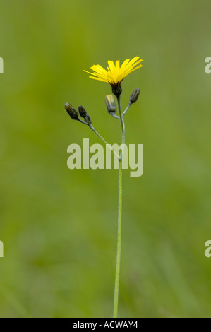 Ruvido Hawksbeard Crepis biennis Foto Stock