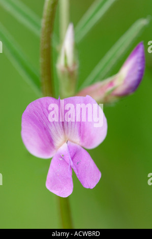 Veccia di Bush Foto Stock