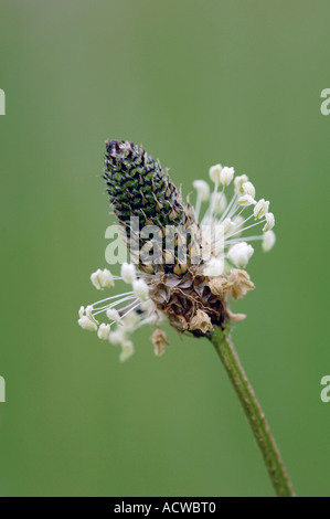 Inglese / Piantaggine foglie strette piantaggine Foto Stock