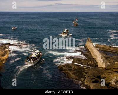 Le barche che partecipano nella flotta di fiori passano attraverso il canale stretto a Depoe Bay in Oregon Foto Stock