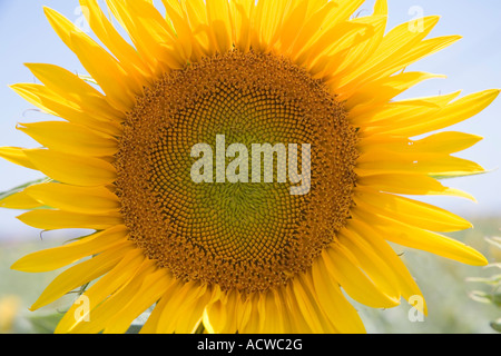 Close up di un girasole Foto Stock