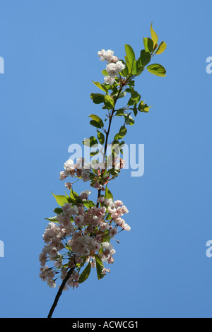 Fiore di Ciliegio, Glasgow, Scotland, Regno Unito Foto Stock