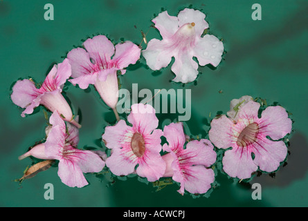 Fiori di colore rosa flottante in una piscina verde Foto Stock