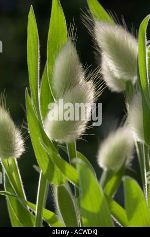 Primo piano del Lagurus ovatus poaceae lepre testa di semi di coda erba pianta Foto Stock