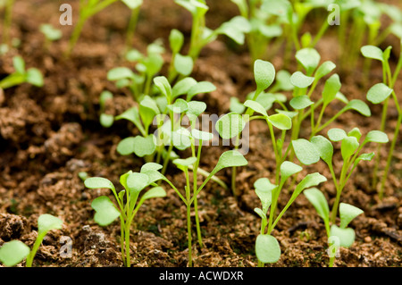 Primo piano di insalata di rucola giovane foglie piante piante semi giovani primo piano crescente in un vassoio di semi nella serra Inghilterra UK Foto Stock