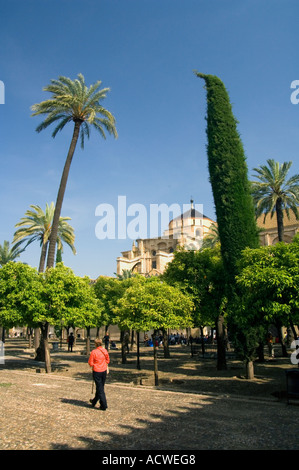 Il Patio de Naranjos ( alberi di arancio ) in la Mezquita di Cordova, in Andalusia Andalusia, sud della Spagna Foto Stock