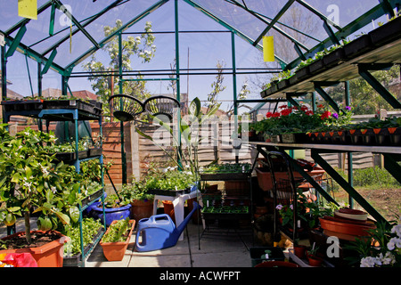 L'interno di una serra in primavera con le piante giovani. Foto Stock