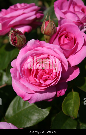 Orticoltura. rosa Gertrude Jekyll. rosacee Foto Stock