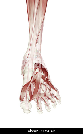 I muscoli della parte inferiore della gamba e del piede Foto Stock