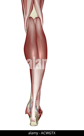 I muscoli della parte inferiore della gamba Foto Stock
