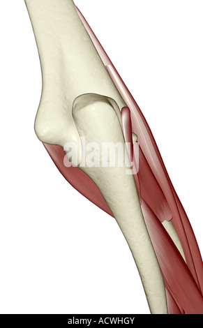 Muscoli del braccio inferiore Foto Stock