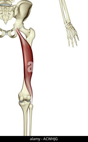 Bicipite femorale Foto Stock