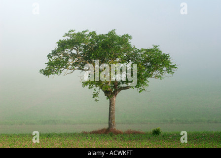 Albero di noce, Juglans regia, in brumoso paesaggio, Indre-et-Loire, Francia. Foto Stock