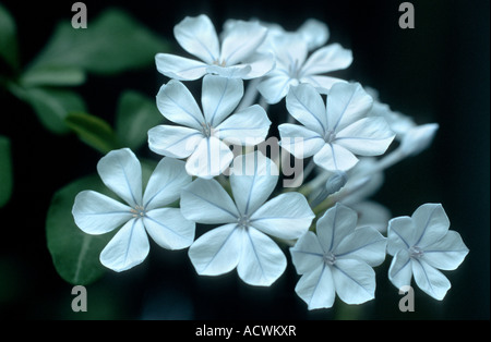 Cape Leadwort, Skyflower, Cape (Plumbago Plumbago auriculata, plumbago capensis), fioritura Foto Stock