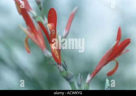 Indian shot, canna, poloke (canna indica), fiore Foto Stock