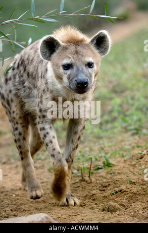 Spotted Hyaena Foto Stock