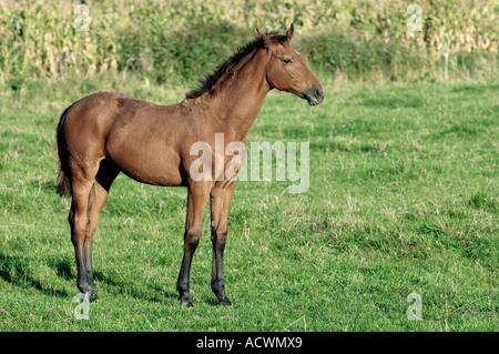 Cavallo di Vestfalia Foto Stock
