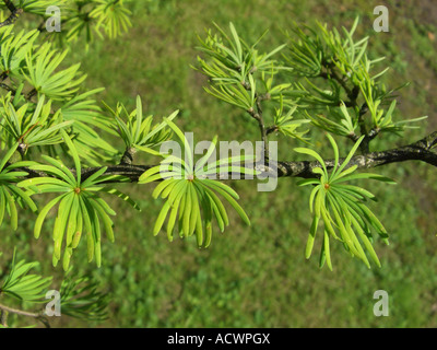 Golden Larice (Pseudolarix amabilis (Pseudolarix kaempferi)), il ramo con aghi Foto Stock