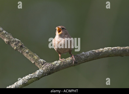 wren eurasiatica, wren settentrionale (Troglodytes troglodytes), canto Foto Stock