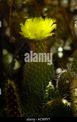 fiore di cactus Foto Stock