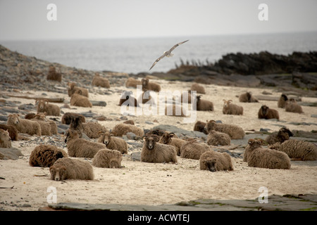 North Ronaldsay pecore sul litorale North Ronaldsay Isole Orcadi Scozia UK Foto Stock