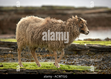 North Ronaldsay pecore sul litorale North Ronaldsay Isole Orcadi Scozia UK Foto Stock