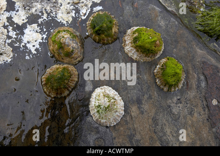 Limpet gusci su rocce North Ronaldsay Isole Orcadi Scozia UK Foto Stock