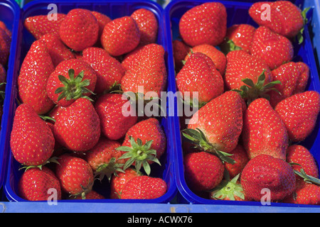 Immagine macro di fragole visto da sopra durante la primavera Foto Stock