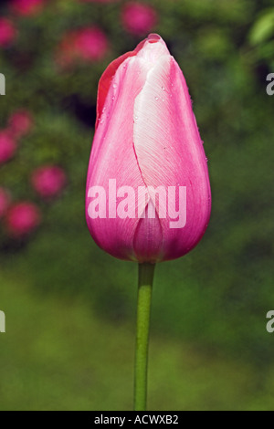 Macro immagine con una rosa mauve tulip fiori visti da sopra dopo la pioggia la molla Foto Stock