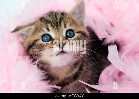 Tabby gattino con un rosa feather boa Foto Stock