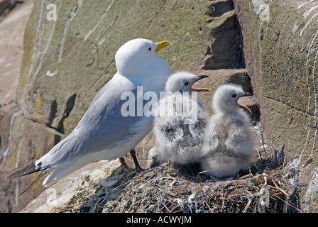 Kittiwake pulcini e i genitori sulla cima di una scogliera sul "Inner farne isola " del Northumberland "Gran Bretagna" Foto Stock