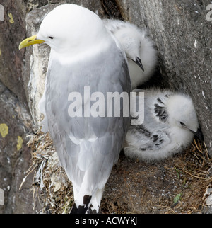 Kittiwake Pulcini scogliera sul bordo sul "Inner farne' isola in Northumberland "Gran Bretagna" Foto Stock