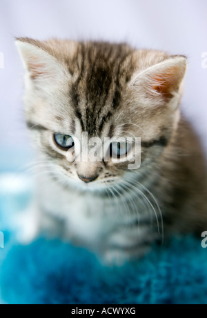 Grigio tabby kitten Foto Stock