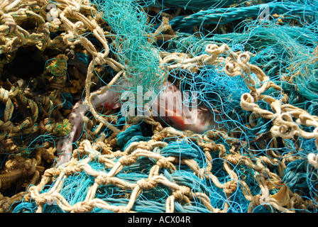 Il pesce catturato in lavato fino in plastica al netto di pesca 2520 Foto Stock