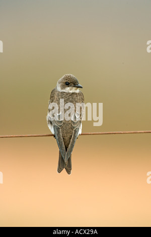 BROWN CHESTED MARTIN Progne tapera Foto Stock