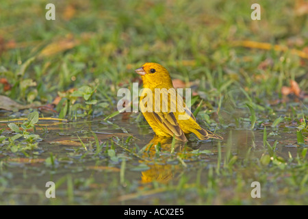 Lo zafferano finch Sicalis flaveola Foto Stock