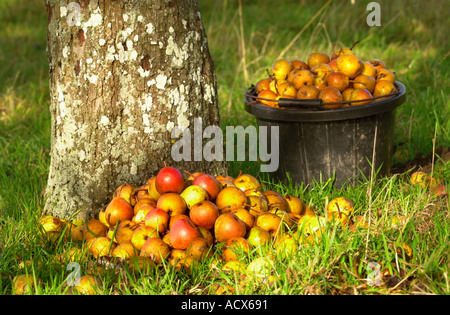 RE PERRY MAKER KEVIN MINCHEW DA TEWKESBURY GLOUCESTERSHIRE REGNO UNITO BLAKENEY RED le pere da sidro Foto Stock