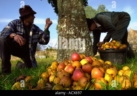 RE PERRY MAKER KEVIN MINCHEW DA TEWKESBURY GLOUCESTERSHIRE REGNO UNITO BLAKENEY RED le pere da sidro Foto Stock