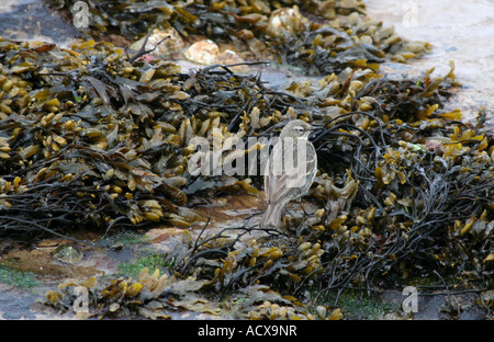 Rock Pipit (Anthus Petrosus) Foto Stock