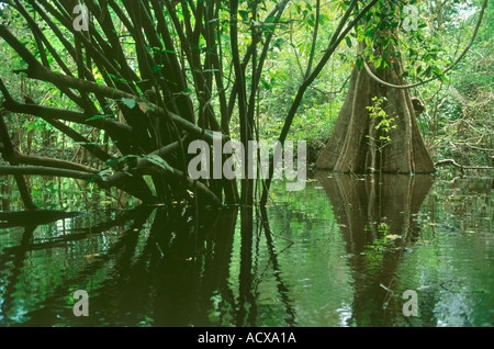Foresta paludosa chiamata Mata de Igapo nella riserva per lo sviluppo sostenibile di Mamiraua. Stato di Amazonas, Brasile. Foto Stock