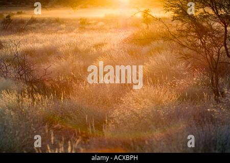 Tramonto sul deserto Kalahari Foto Stock