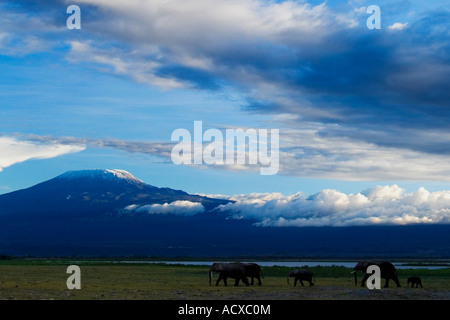 Elefanti in Amboseli National Park con il tramonto sul Monte Kilimanjaro dietro il Kenya Africa orientale Foto Stock