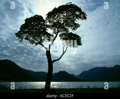 Solitaria quercia (Quercus) sulla riva di Crummock acqua, Parco Nazionale del Distretto dei Laghi, Cumbria, Inghilterra, Regno Unito. Foto Stock