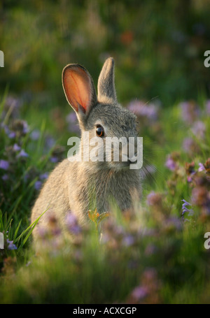 Coniglio (oryctolagus cuniculus) giovane la sera sun Foto Stock