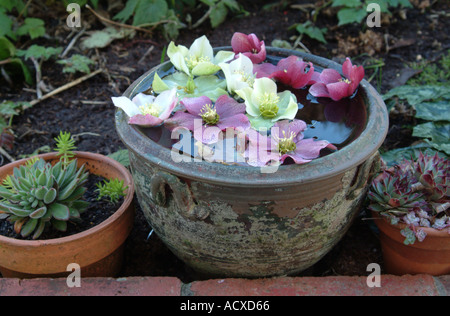 L'elleboro fiori galleggianti in pentola smaltata Foto Stock