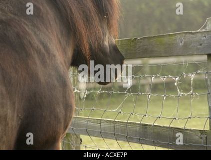 Stallone nero guardando sopra un recinto coperto con misty ragnatele Foto Stock