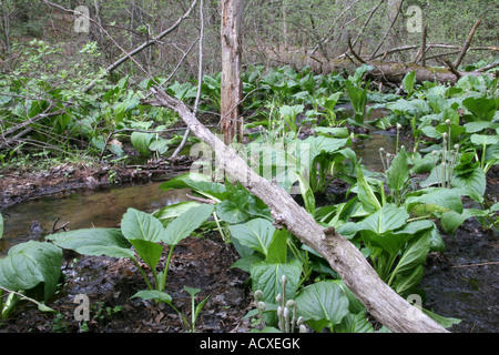 Flusso di zone umide e Skunk cavolo (Symplocarpus foetidus) Foto Stock